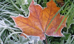 Өлкөнүн айрым аймактарында үшүк жүрөт