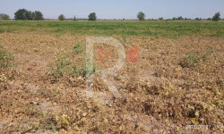 Сугат суунун тартыштыгы дыйкандарды түйшүккө салды