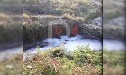 Кочкор: жашоочулар сүт заводуна эмнеге нааразы?