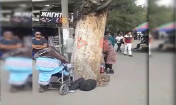 Кулиев көчөсүндө чириген бак кулаганы турат