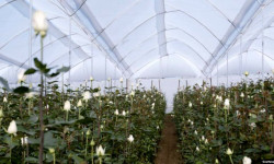 Тажик ишкери Эквадордо роза өстүрүп, дүйнөнүн 30 өлкөсүнө сатууда