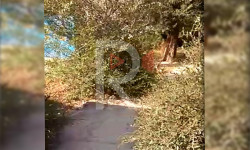 Нарын: бактардын бутактары тротуарды жаап калган