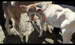 "Дыйкан" базарын аралаган мал-жандыктар