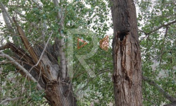 Махатма Ганди көчөсүндөгү куураган бак-дарактар
