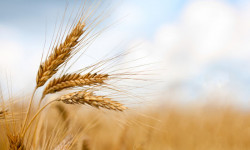 Өлкөдө буудайдын айдоо аянты 120 миң гектарга кыскарды