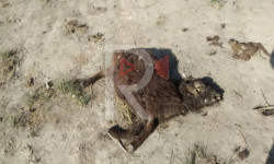 Суунун жээгинде жаткан малдын өлүктөрү