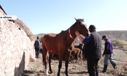 Нарында бодо малдын моюнуна жарыкка чагылуучу тасма тагуу сунушталууда