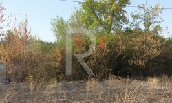 Ботаникалык бакча суунун жетишсиздигинен улам куурап жатат