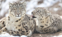 Ак илбирс байырлаган аймакты чагылдырган эстеликтин ачылышы болду