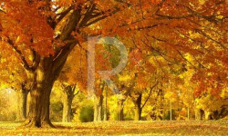 Күз мезгилинде өзгөчө көрккө бөлөнгөн Баткен өрөөнү