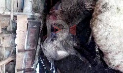 Ысык-Көлдө жолбун иттер короодогу малга кол салууда