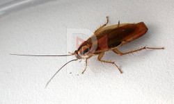 Бишкектеги балдар ооруканасын таракан басты