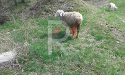 Парктын ичин аралаган мал-жандыктар