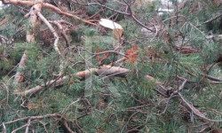 Каракол: карагайлар ким тарабынан кыйылууда?