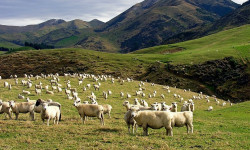 Жайыт акыдан алынган төлөмдүн суммасы белгилүү болду