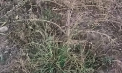 Ийне жалбырактуу бак-дарактардын сугарылбаган көчөттөрү  