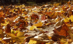 Ысык-Ата районунун Алмалуу айлындагы көрүнүш  