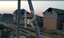 Ак-Ордо-3 конушун жолбун иттер каптап кетти