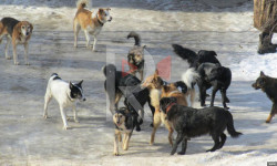 Туңгуч кичи районунда жолбун иттер адамдарга асыла баштады