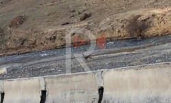 Жапайы жаныбарларды кырууга жол бербейли