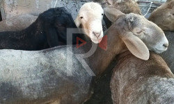 Куршаб: мал базар туура эмес жерге орнотулган