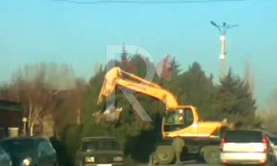 Баткен шаарында жарым кылымдан ашуун жашаган арчалар кыйылууда