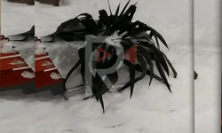 Бишкек: кышкысын гүлдөрдү отургузганга ким уруксат берди?