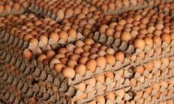 Өлкөдө жумуртка өндүрүү жогорулады 