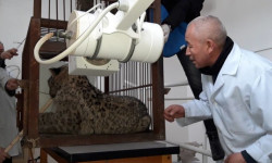 Таласта кармалган жаралуу ак илбирске операция жасалды