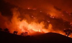  Австралиядагы өрттүн кесепети 