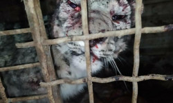 Илбирсти аткандар кармалса жазаланат