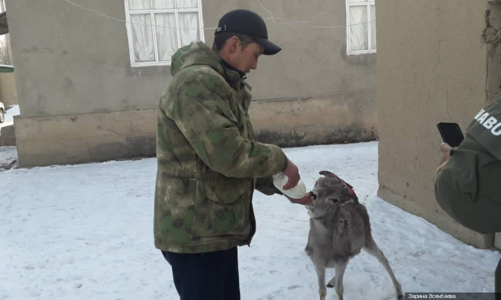 Детеныша краснокнижного архара выходил егерь Кара-Буринского района (фото)