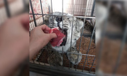 Жарадар болгон ак илбирске кыргызстандыктар жардам көрсөтүүдө