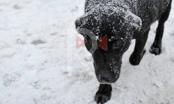 Ак-Өргө конушунда жолбун иттер көбөйүп кетти