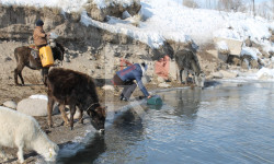 Малдан суу талашып ичкен Арал айылынын тургундары