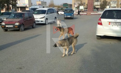 Бишкек: жолбун иттер жаш балдарга кол салууда