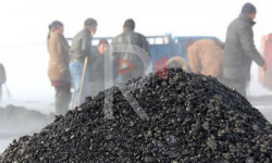 Каракол шаарында көчөнү бойлоп көмүр саткандар