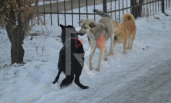 Кант шаарында жолбун иттер көбөйүп кетти