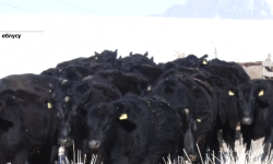 Өнүгүүнүн өзөгү аймактарда