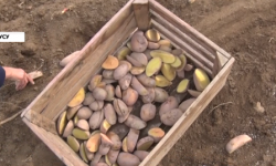 Дыйкандар талаачылык менен алек