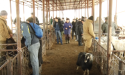 Мал-жандыкка болгон баа