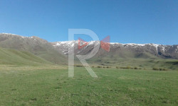 Бакай-Ата: жайыт комитети жайыт жерлерди ижарага берип салган