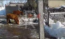 Дархан: мал ичкен суудан ичип, сарык оорусу менен ооруп жатабыз