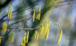 Өлкө аймагында бүгүн күн жылуу болуп, жаан-чачын күтүлбөйт