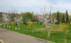 Нарын облусуна жаз 10-15 күн эрте келет