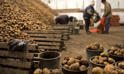 Азык-түлүк экспортун көбөйтүү