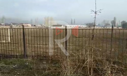 Беш-Күнгөй айылындагы куурап калган карагайлар