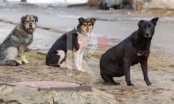 Кыргызстан конушунда жолбун иттер көбөйүп кетти