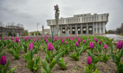 Бишкектин гүл аянтчаларында жоогазындар гүл ачты