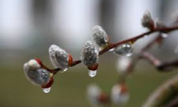 Кыргызстандын айрым жерлеринде үшүк жүрөт